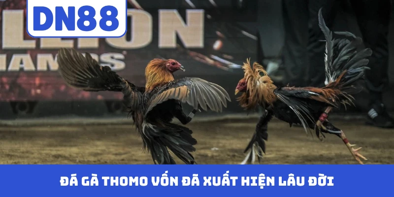 Đá gà Thomo vốn đã xuất hiện lâu đời